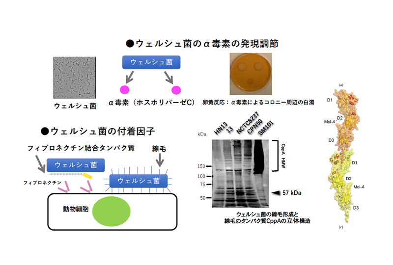 分子微生物学研究室