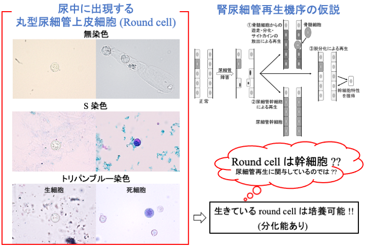 分子細胞病理学研究室