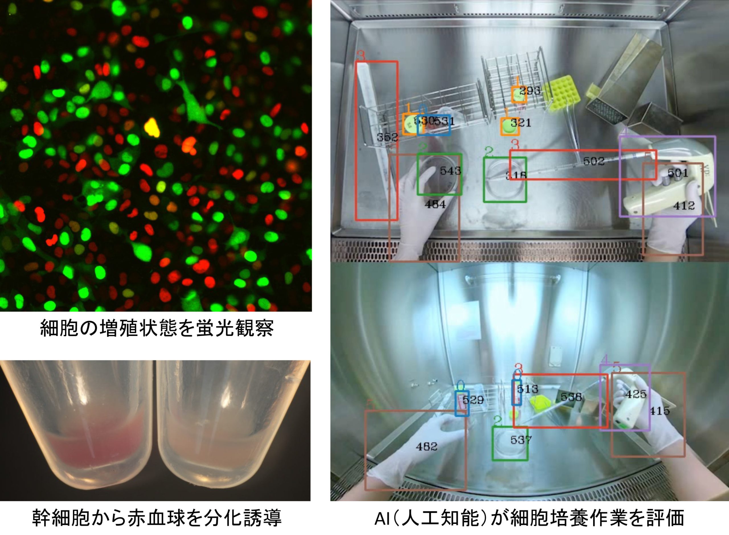 細胞生物学研究室