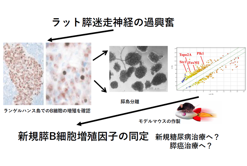 消化管臓器再生医療研究室